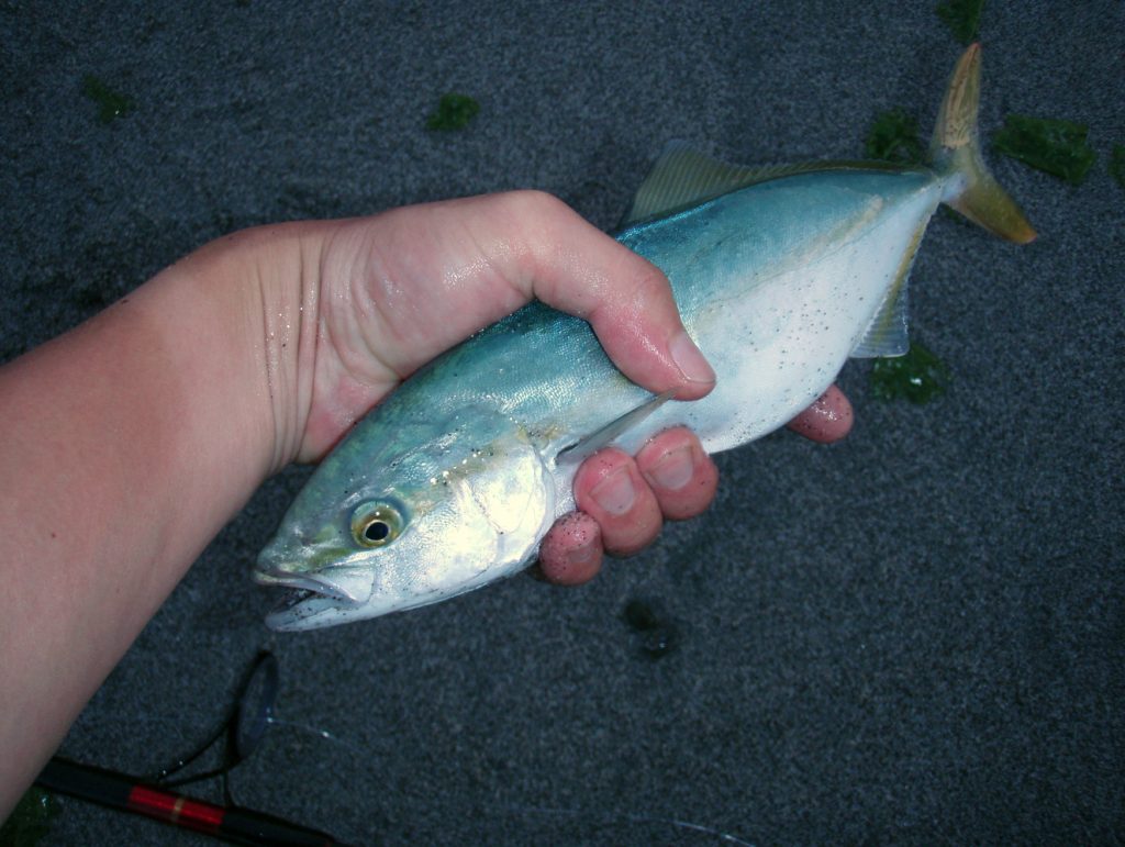 北九州でシーバス 青物 チヌ釣りするなら絶対知っておきたい釣り場 つぐむぐ 多趣味ブロガー