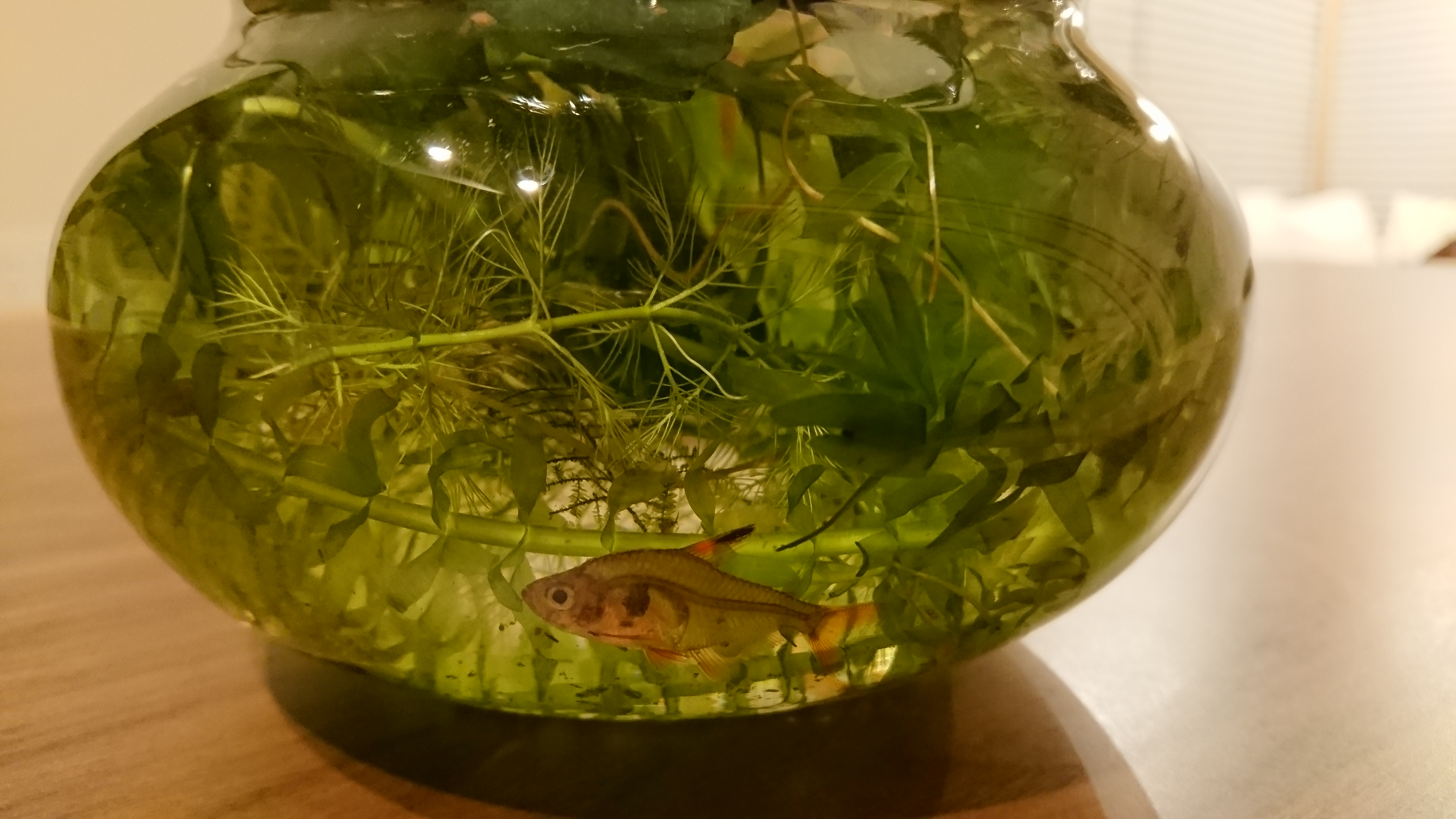 実体験 金魚鉢で飼育できる熱帯魚たちをまとめてみた つぐむぐ 多趣味ブロガー